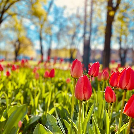 Schoene Aussichten Mitten In Berlin - Il Sole Exterior foto